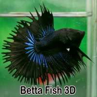 Betta Fish 3D