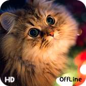Cat Wallpaper HD OffLine