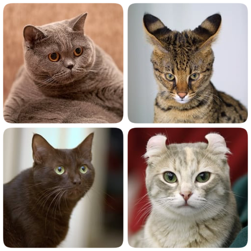 Cat Breeds Quiz - Game about C icon