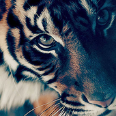 Jungle Animal Hunting Sniper: Top Hunting Games icon