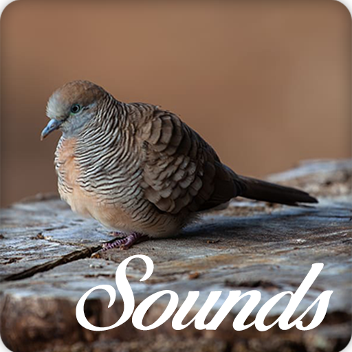 Zebra Dove Bird Song Sounds and Ringtone icon