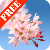 Sakura Free Live Wallpaper