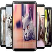 Cat Wallpaper on 9Apps