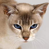 Abyssinian Cats Jigsaw Puzzles icon