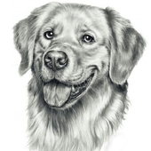 Dog drawing icon