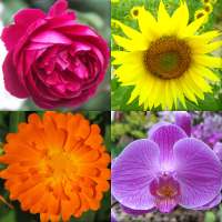 Flowers - Botanical Quiz about Beautiful Plants