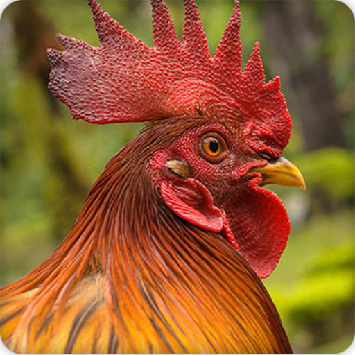 Rooster Sounds Ringtone icon