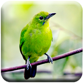 Chirping Cucak Ijo иконка