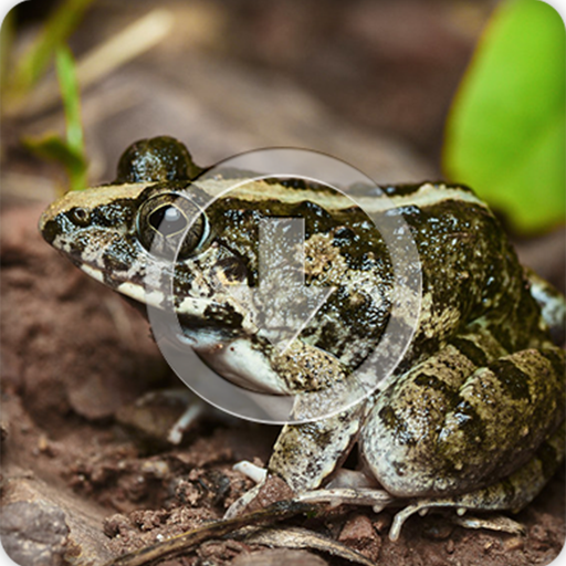 Asian Grass Frog Sounds Ringtone icon