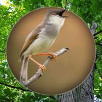 Suara Burung Prenjak Pikat on 9Apps