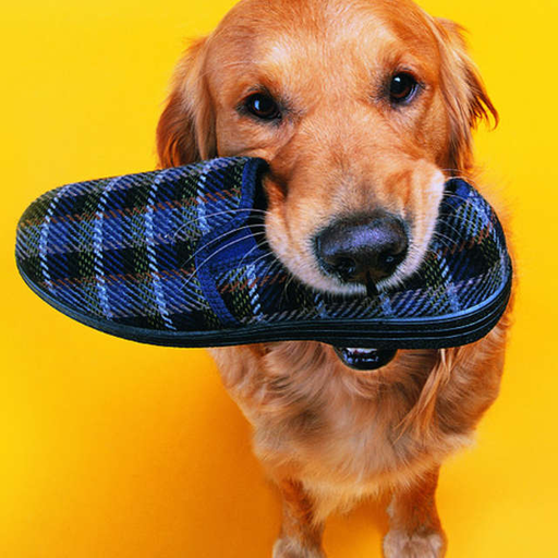 Cat Dog Funny Puzzle icon