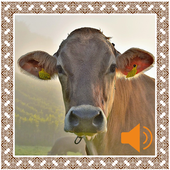 Cow Sounds icon