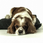 Dog Live Wallpaper HD icon