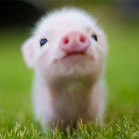 Mini Pig Wallpapers