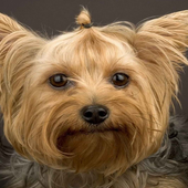 Best Dogs Jigsaw Puzzles2 icon