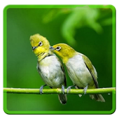 Zosterops Birdsounds(Pleci) icon