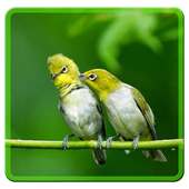 Zosterops Birdsounds(Pleci) on 9Apps