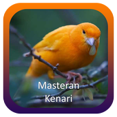 ikon Masteran Kenari Lengkap
