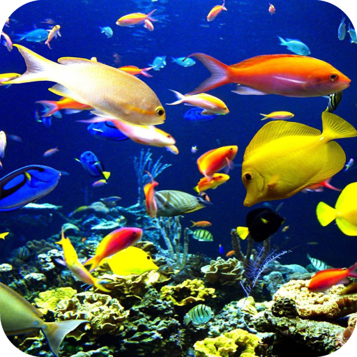 Fish Wallpaper Best 4K icon