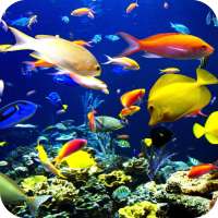 Fish Wallpaper Best 4K on 9Apps