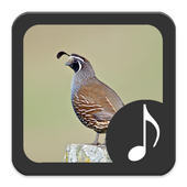 Quail Sounds icon