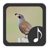 Quail Sounds