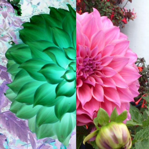 Negativ - Live Negative Filter Camera icon