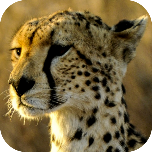 Cheetah Wallpapers icon