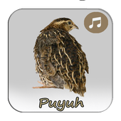 Masteran Isian Burung Puyuh أيقونة