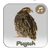 Masteran Isian Burung Puyuh on 9Apps