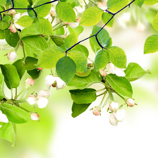 Листья Живые Обои иконка