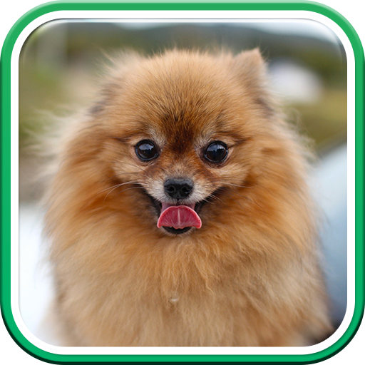 Imagenes de Pomerania: Tipos, Husky y Fotos HD icon
