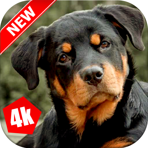 Rottweiler Wallpaper: Dog Wallpapers icon