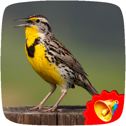 Lark Birds Sounds icon