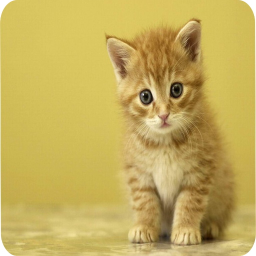 Cute Cat Wallpapers icon