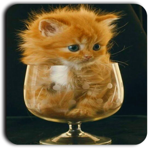 Cute Cat Wallpapers icon