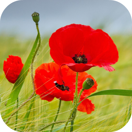 Poppy Flower Live Wallpaper icon