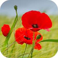 Poppy Flower Live Wallpaper on 9Apps