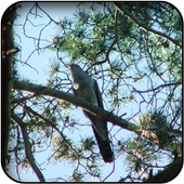 Swallow Wallpapers icon