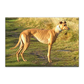 Greyhound Dog Jigsaw Puzzle icon