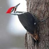 Woodpecker Sounds icon