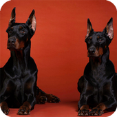 Doberman Dog Wallpaper icon