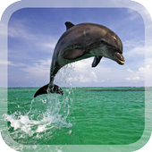 Dolphins Live Wallpaper icon