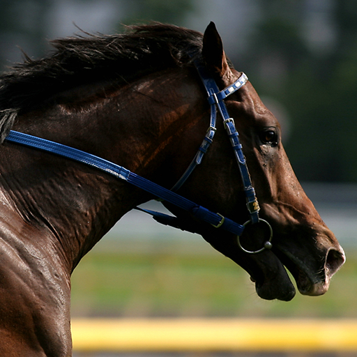 Horse Racing Puzzle आइकन