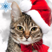 Find the Cat game Christmas! icon