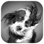 Dogs Shake Off Water icon