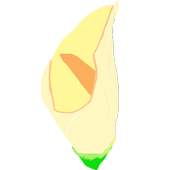 Petal icon