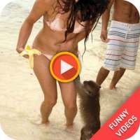 Funny Videos