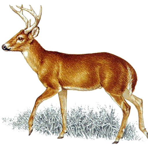 Deer Call icon