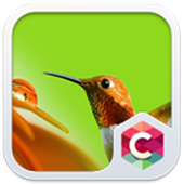 Милые животные темы C Launcher иконка